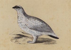 Ptarmigan (kolorowa litografia) autorstwa English School