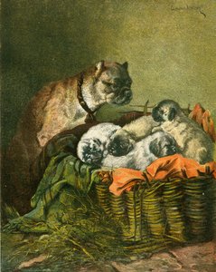 Mops i szczenięta