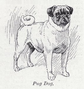 Mops pies (lito) autorstwa English School