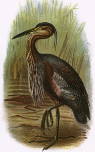 Fioletowa czapla