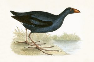 Purple Waterhen, ilustracja z „Historii ptaków Europy nieobserwowanej na wyspach brytyjskich” Charlesa Roberta Bree (1811-86), opublikowana w 1867 r.