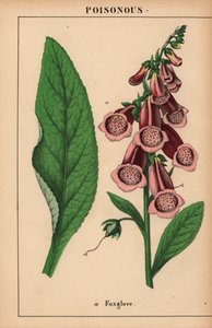 Fioletowa naparstnica  , z „Pouczającej książki z obrazkami, czyli lekcji ze świata warzyw”, [Charlotte Mary Yonge], Edynburg autorstwa English School