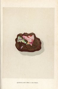 Opal Queensland w matrycy, z „Precious Stones and Gems” Edwina Streetera, Londyn, George Bell & Sons autorstwa English School