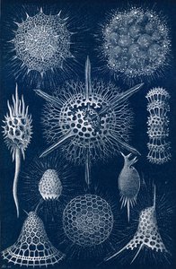 Radiolarians autorstwa English School