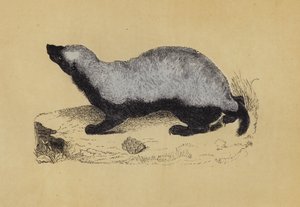 Ratel (litografia kolorowa) autorstwa English School