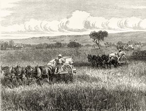 Żniwa w Południowej Adelajdzie, ok. 1880, z „Australian Pictures” Howarda Willoughby’ego, opublikowane przez religijne Towarzystwo Traktowe, Londyn, 1886 autorstwa English School
