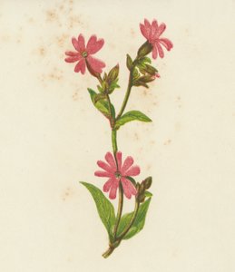 Red Campion, Lychnis Dioica (kolorowa litografia) autorstwa English School