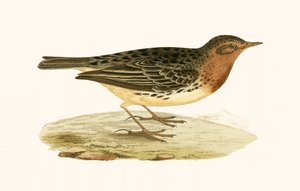 Red Throated Pipit, ilustracja z „Historii ptaków Europy nieobserwowanych na wyspach brytyjskich” Charlesa Roberta Bree (1811-86), opublikowana w 1867 r.