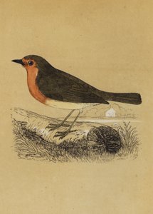 Redbreast (kolorowa litografia) autorstwa English School