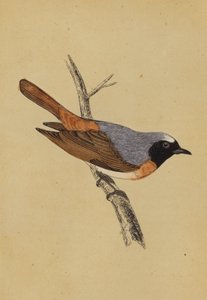 Redstart (kolorowa litografia) autorstwa English School