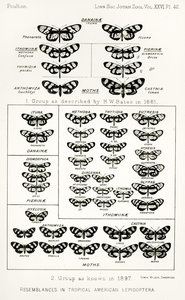 Podobieństwa u tropikalnych motyli amerykańskich, ilustracja z The Hope Reports, tom. II, 1897-1900., red. Edward B. Poulton, Oxford, 1901 autorstwa English School
