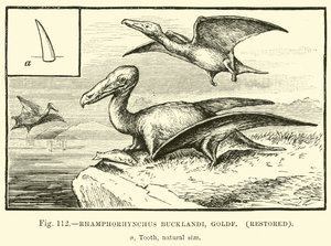 Rhamphorhynchus Bucklandi, Goldf, odrestaurowany autorstwa English School