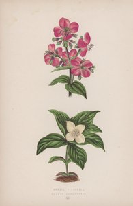 Rhexia Virginica; Cornus Canadensis (kolorowa litografia) autorstwa English School