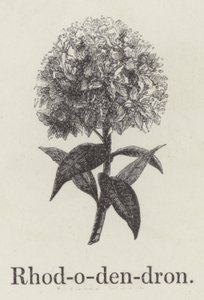 Rododendron (grawerowanie) autorstwa English School