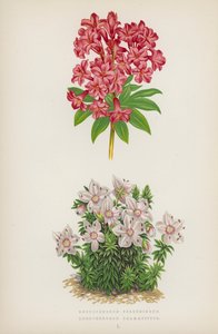 Rhododendron Ferrugineum; Rhododendron Chamaecistus (litografia barwna) autorstwa English School