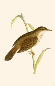 Rzeka Warbler, ilustracja z „Historii ptaków Europy nieobserwowanej na wyspach brytyjskich” Charlesa Roberta Bree (1811-86), opublikowana w 1867 r. autorstwa English School