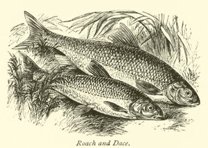 Płoć i Dace autorstwa English School