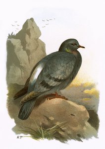 Skalny Gołąb