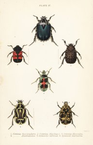 chrząszcze różowy: Cetonia fascicularis 1, Heterorhina macleayi 2, Gametoides subfasciata 3, skrzypek, Eupoecila australasiae 4, Gymnetis hieroglyphica 5 i Gymnetis marmorea 6 autorstwa English School