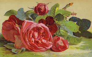 Róże, książę Edynburga autorstwa English School