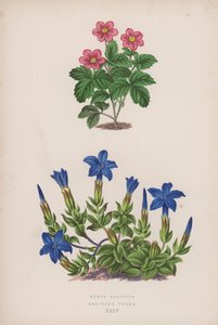 Rubus Arcticus; Gentiana Verna (kolor lito) autorstwa English School