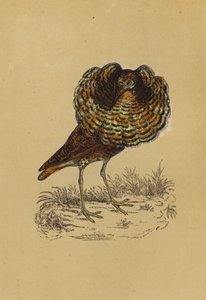 Ruff (druk kolorowy) autorstwa English School
