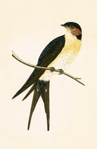 Rufous Swallow, ilustracja z „Historii ptaków Europy nieobserwowanych na wyspach brytyjskich” Charlesa Roberta Bree (1811-86), opublikowana w 1867 r.