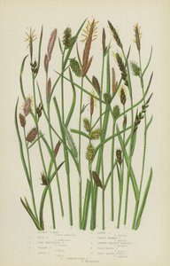Russet Carex, Pale Carex, Long Bracteated Carex, Yellow Carex, Tawny Carex, Loose Carex  (kolor litho) autorstwa English School
