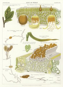 Rdza pszenicy autorstwa English School