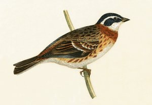 Rustic Bunting, Чарльз Роберт Бригийн (1811-86) "Британийн арлуудад ажиглагдаагүй Европын шувуудын түүх" номын зураглал, 1867 онд хэвлэгдсэн. autorstwa English School