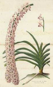 Saccolabium Blumei Russelianum (chromolitho) autorstwa English School