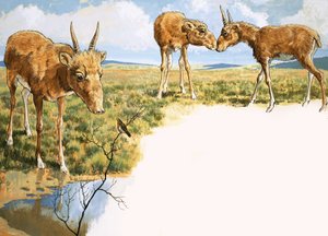 Antylopa Saiga autorstwa English School