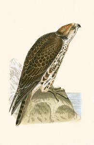 Saker Falcon, ilustracja z „Historii ptaków Europy nieobserwowanej na wyspach brytyjskich” Charlesa Roberta Bree (1811-1886), opublikowana w 1867 r. autorstwa English School