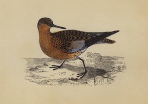 Sandpiper (kolorowa litografia) autorstwa English School