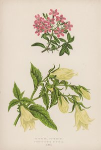 Mydlnica lekarska; Symphyandra Pendula (kolor lito) autorstwa English School