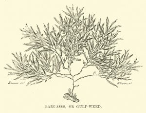 Sargasso lub chwast zatokowy autorstwa English School