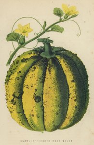 Melon skalny o szkarłatnym miąższu autorstwa English School