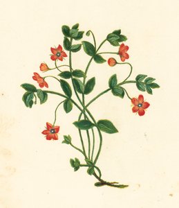 Scarlet Pimpernel, Anagallis Arvensis (kolorowa litografia) autorstwa English School