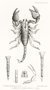 Scorpions from Somaliland, ilustracja z The Hope Reports, t. II, 1897-1900., red. Edward B. Poulton, Oxford, 1901 autorstwa English School