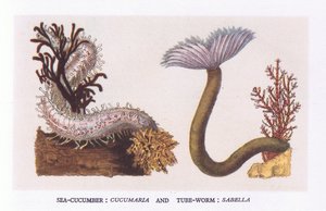 Sea Cucumber and Tube Worm, Nature in Britain wydane przez Collins autorstwa English School