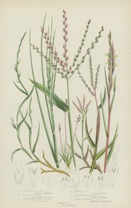 Sea Hard Grass, Early Knappia, Twin Spiked Cord Grass, Many Spiked Cord Grass, Creeping Dogs Tooth (kolorowa litografia) autorstwa English School