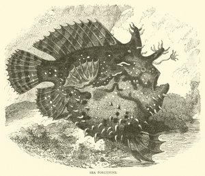 Seeigel (Stich) von English School