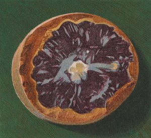 Kamyk nadmorski (litografia kolorowa) autorstwa English School
