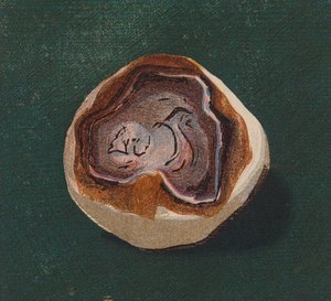Kamyk nadmorski (litografia kolorowa) autorstwa English School