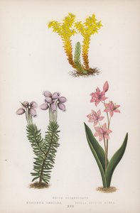 Rozchodnik Sześciokątny; Menziesia Scilla Bifolia Red (kolor lito) autorstwa English School