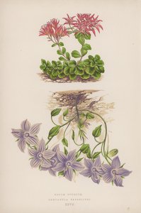 Sedum Spurium; Campanula Barrelieri (kolorowa litografia) autorstwa English School