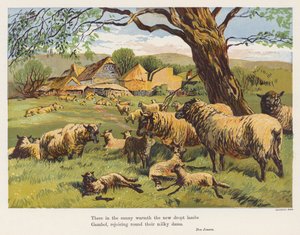 Owce i jagnięta (kolorowa litografia) autorstwa English School