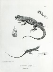 Iguana gontem, ilustracja z „Zoologii podróży H.M.S Beagle, 1832-36” autorstwa Karola Darwina autorstwa English School