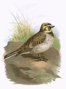 Brzeg Lark