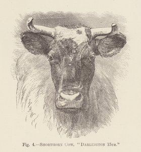 Krowa rasy Shorthorn, "Darlington 15" (rycina) autorstwa English School